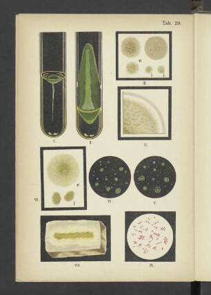 Tab. 29 Bacterium pyocyaneum