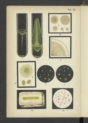 Tab. 29 Bacterium pyocyaneum