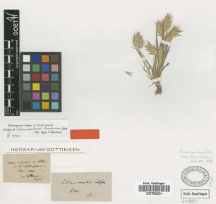 Triticum orientale (L.) M.Bieb. var. Griseb. lanuginosum[lectotype]