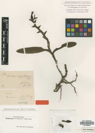 Epidendrum nitens Rchb.f. [isotype]