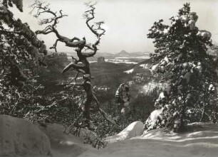 Sächsische Schweiz, Affensteine. Wetterkiefer am Hauptdrilling. Blick zum Falkenstein