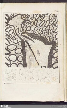 Tab. LXII