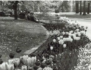 Frühling im Schlossgarten. Detmold. Schlossplatz. Papierabzug