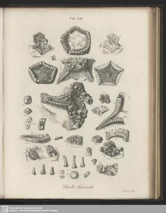 Tab. XXI. Chalk Asteriadae