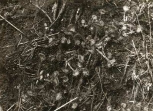 Hiddensee. Rundblättriger Sonnentau (Drosera rotundifolia)