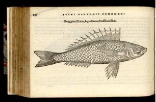 Bopgyrus Plinio
