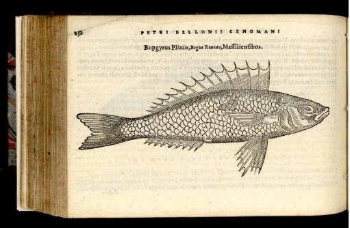 Bopgyrus Plinio