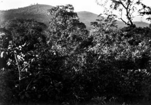 Dschungel (Deutsche Indien-Expedition 1926/1929 - 6. Nordindien)