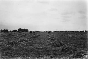 Ernte : Feld mit Futtermitteln wird abgeerntet.