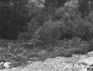 Im Grand Canyon : Vegetation im Grand Canyon