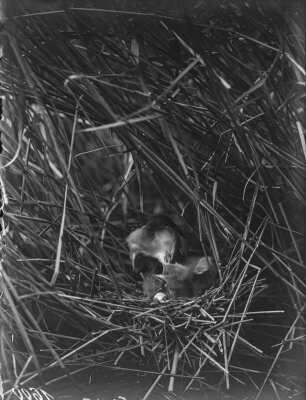 Zwergdommel : Zwergdommeln (Ixobrychus minutus Linnaeus) beim Füttern.