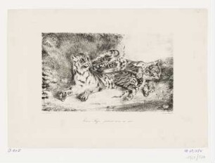 Jeune Tigre jouant avec sa mère