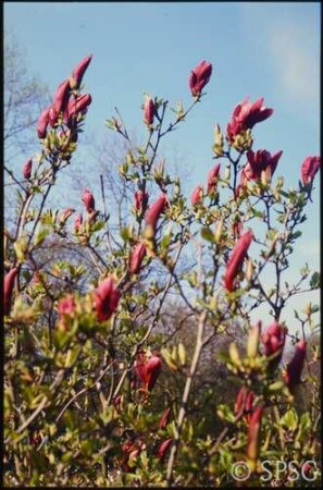 Potsdam, Park Sanssouci, Sträucher und Klettergehölze, Blüte.