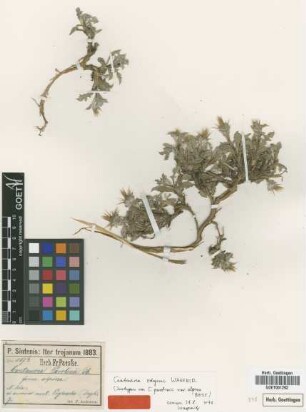 Centaurea parolinii DC. forma alpina Boiss.[type]