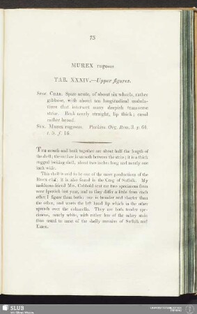 Murex rugosus. Tab. XXXIV. - Upper figures