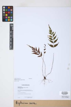 Asplenium serra Langsd. & Fisch.