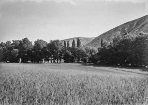 Weizenfeld : Blick über Weizenfelder zu den mit immergrünen Pflanzen bewachsenen Hängen.