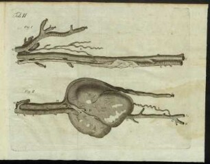 Tab. II. Fig. I- Fig. II.