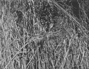 Zilpzalp : Zilpzalp oder Weidenlaubsänger (Phylloscopus collybita) am Nest.