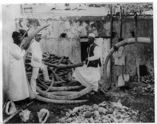 Heinrich Adolf Meyer et trois swahilis lors de la mesure de défenses d'éléphants