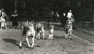 Dresden. Zoologischer Garten. Rote Riesenkängurus (Macropus rufus). Alt- und Jungtiere