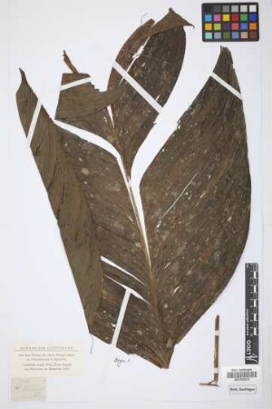 Chamaedorea sp.