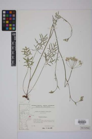 Pimpinella saxifraga L.