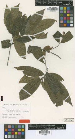 Ochna gilgiana Engl. [isotype]