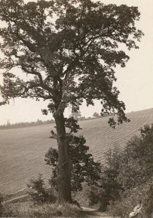 Freiberger Muldental. Eiche (Quercus) am Ostrand des ehemaligen Weinberges gegenüber Klosterbuch
