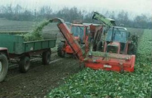 Fotografie: Erntetechnik, Zuckerrübe, Frontköpfer, Zuckerrübenköpfrodelader, Parallelverfahren, Blattbergung