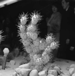 Dresden. Gartenausstellung. Kakteen (Cactaceae)
