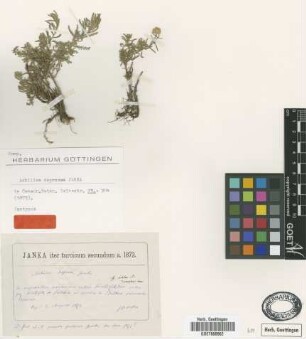 Achillea depressa Janka [isotype]