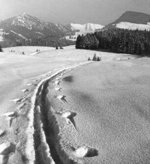"Der Weg ins weiße Paradies"