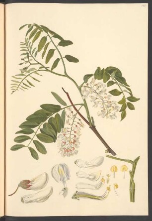 Robinia spectabilis, Blatt 580