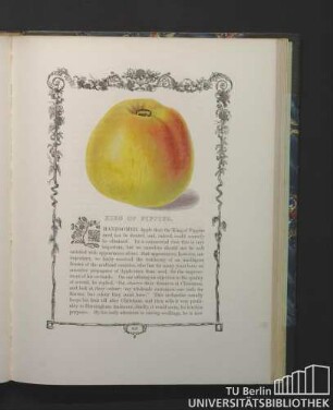 King of Pippins.