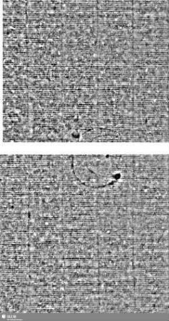 VB (gekrönt) / Mondsichel = S.373-376