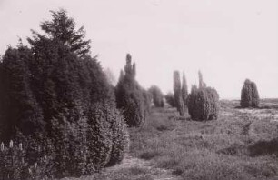 Lüneburger Heide. Wacholder bei Lutterloh