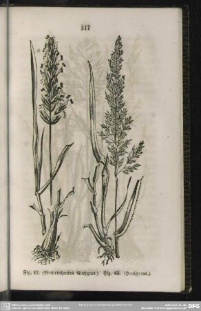 Fig. 42. (Wohlriechendes Ruchgras) / Fig. 43. (Honiggras)