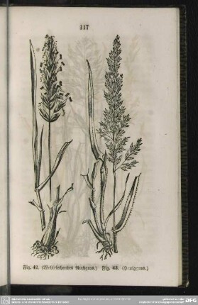 Fig. 42. (Wohlriechendes Ruchgras) / Fig. 43. (Honiggras)