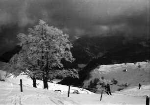 Schauinsland: Baum im Rauhreif; Hintergrund Feldberg in Wolken