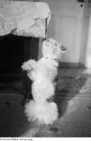 Ein Hund macht "Männchen"