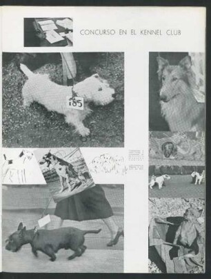 Concurso en el Kennel Club
