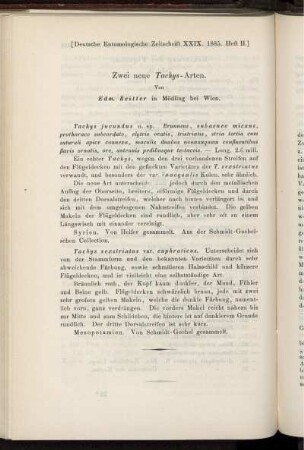 Zwei neue Tachys-Arten