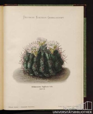 Echinocactus Saglionis Cels.