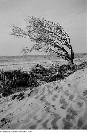 Weststrand bei Ahrenshoop