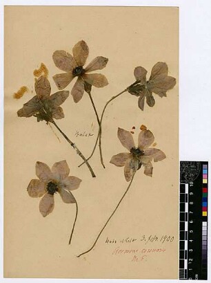 Ranunculaceae Anemone coronaria Post, George E., George E. Post, M.D. D.D.S., LL.D. Late Professor of Natuarl Sciences of the American Universtity of Beirut [Balat (Stadtteil)]