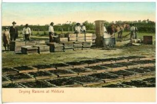 Mildura. Drying Raisins