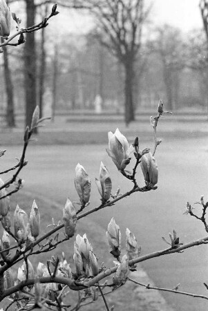 Magnolienblüte.