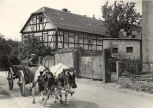 Ochsengespann auf der Straße in Niedergurig : Wolacy zapřah na dróze w Delnjej Hórce
