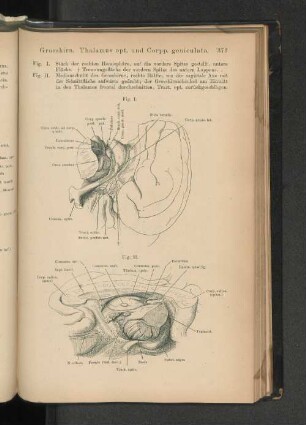 Grosshirn. Thalamus opt. und Corpp. geniculata.